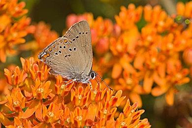 《益智泡泡龙 一起泡泡战！》新预告公布 2023年春季登陆NS